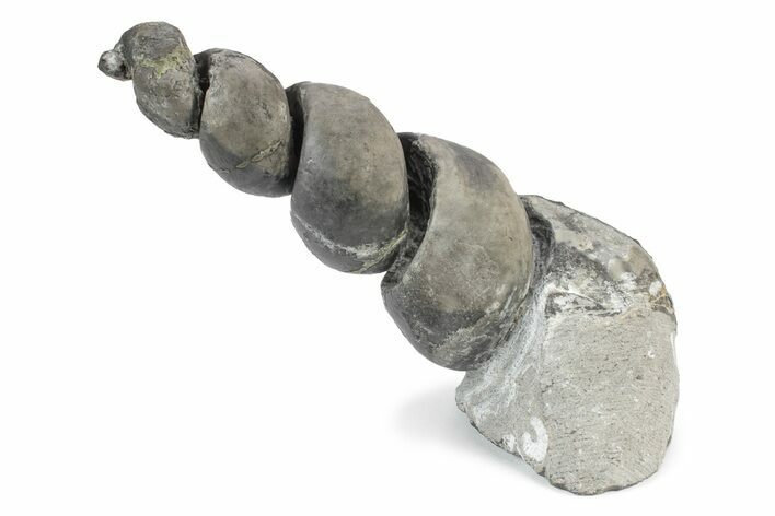 Devonian Fossil Gastropod Internal Mold - Issoumour, Morocco #243672